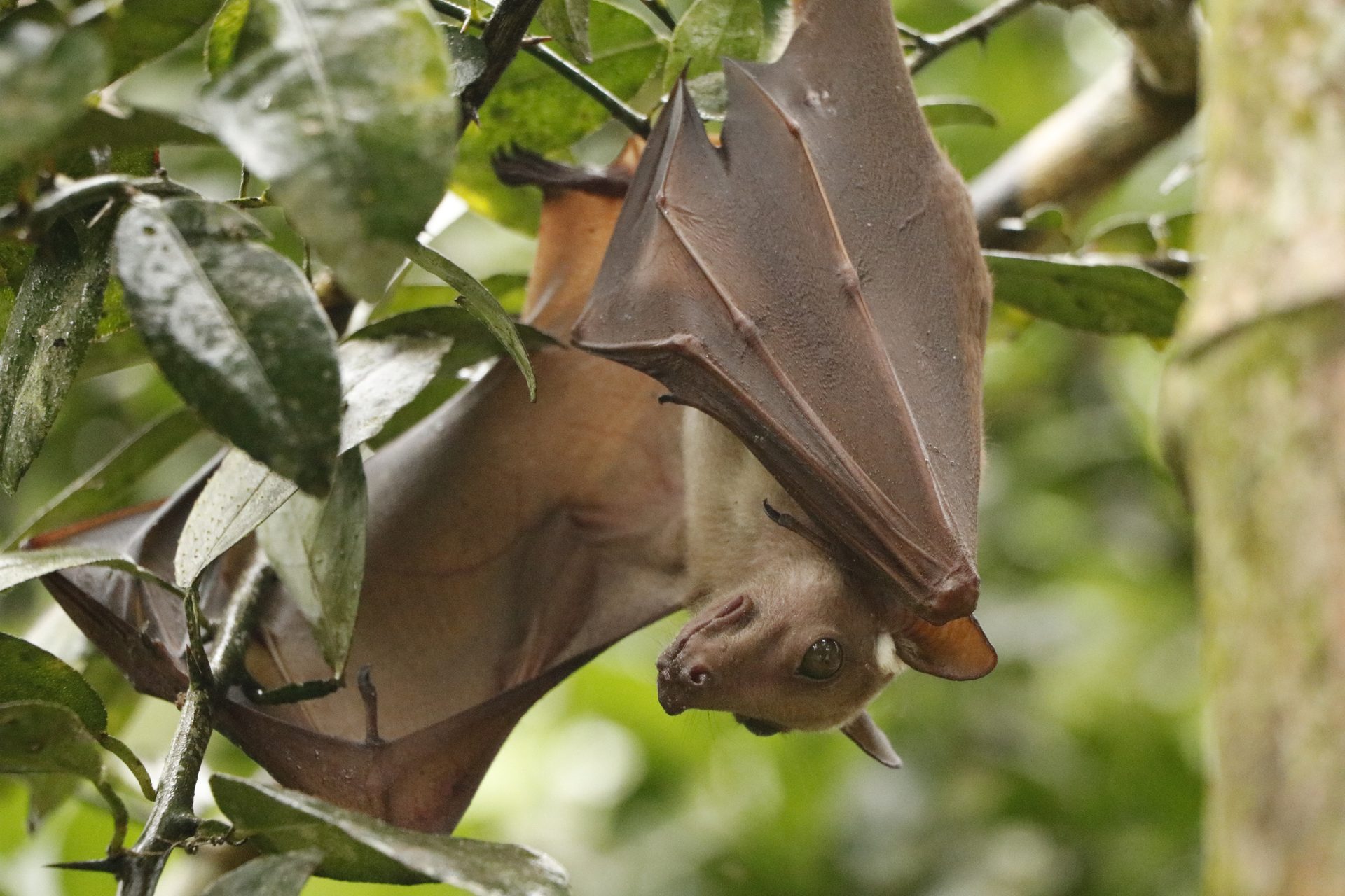 Bats are essential to maintain balanced ecosystems. But they can also be hosts to pathogens responsible for zoonoses. Protecting their health is protecting the health of the environment as well as human health.
