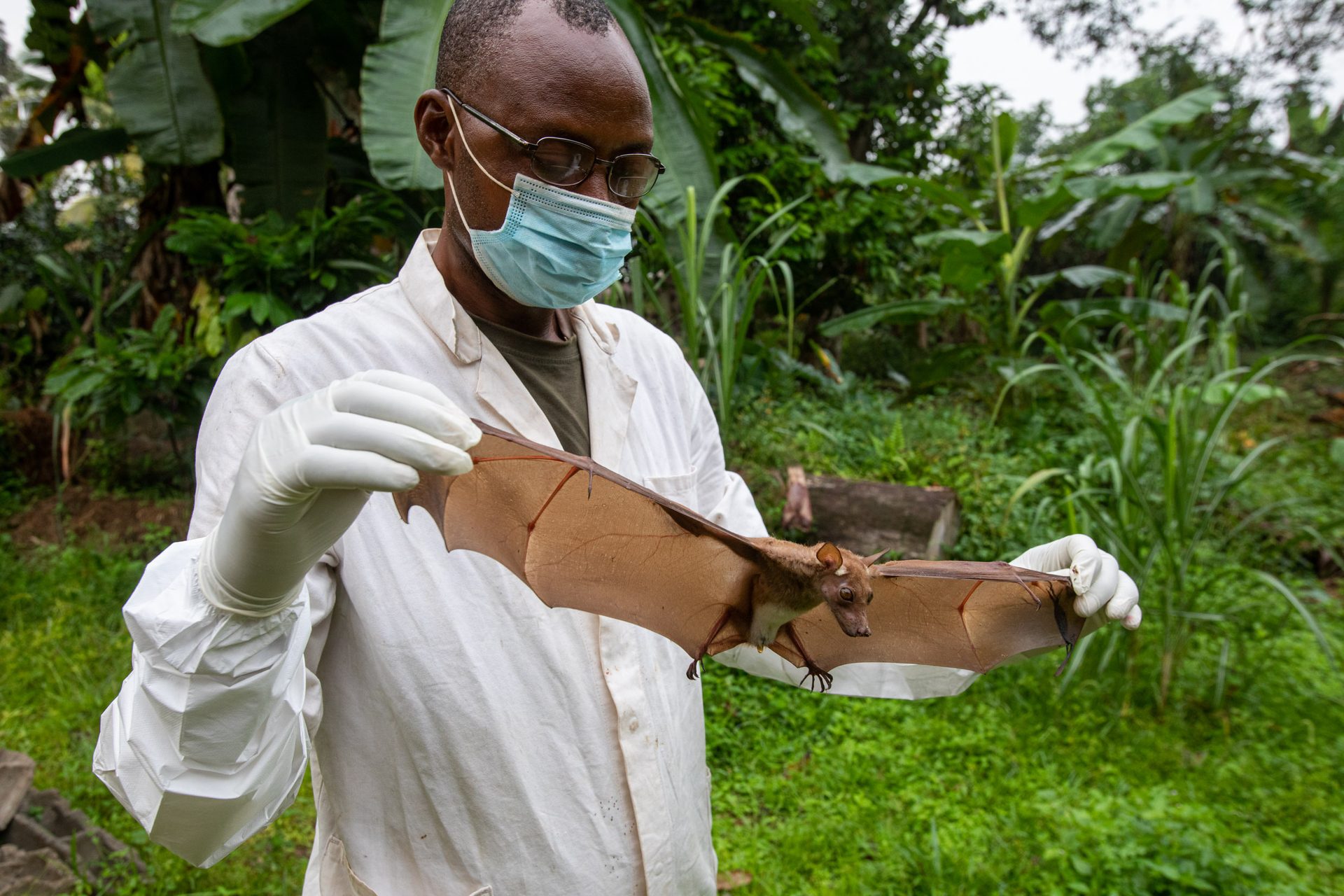 A scientist measures a bat during a wildlife sampling mission in Cameroon.