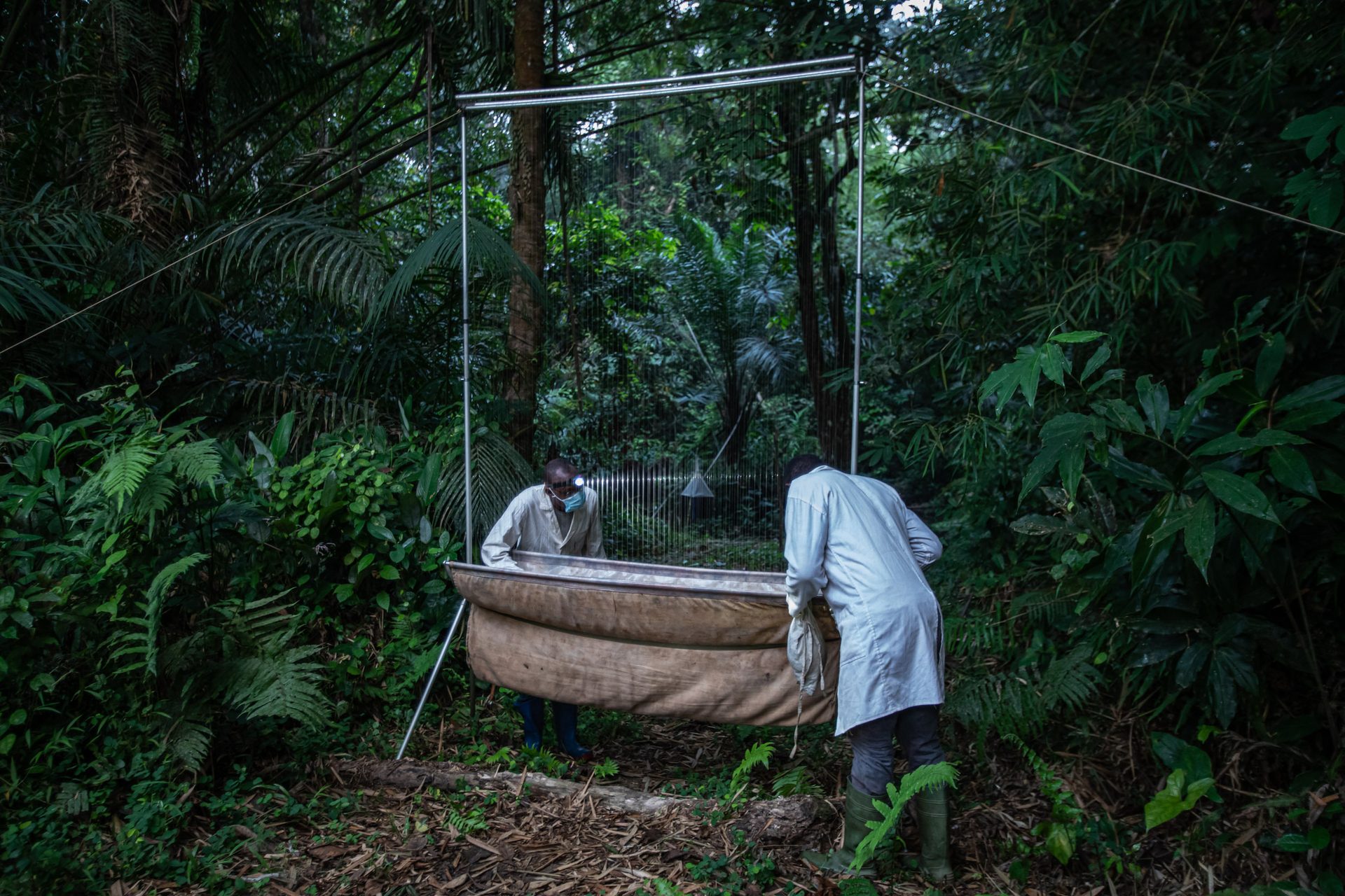 Des chercheurs installent des pièges dans la forêt pour capturer des chauves-souris.
