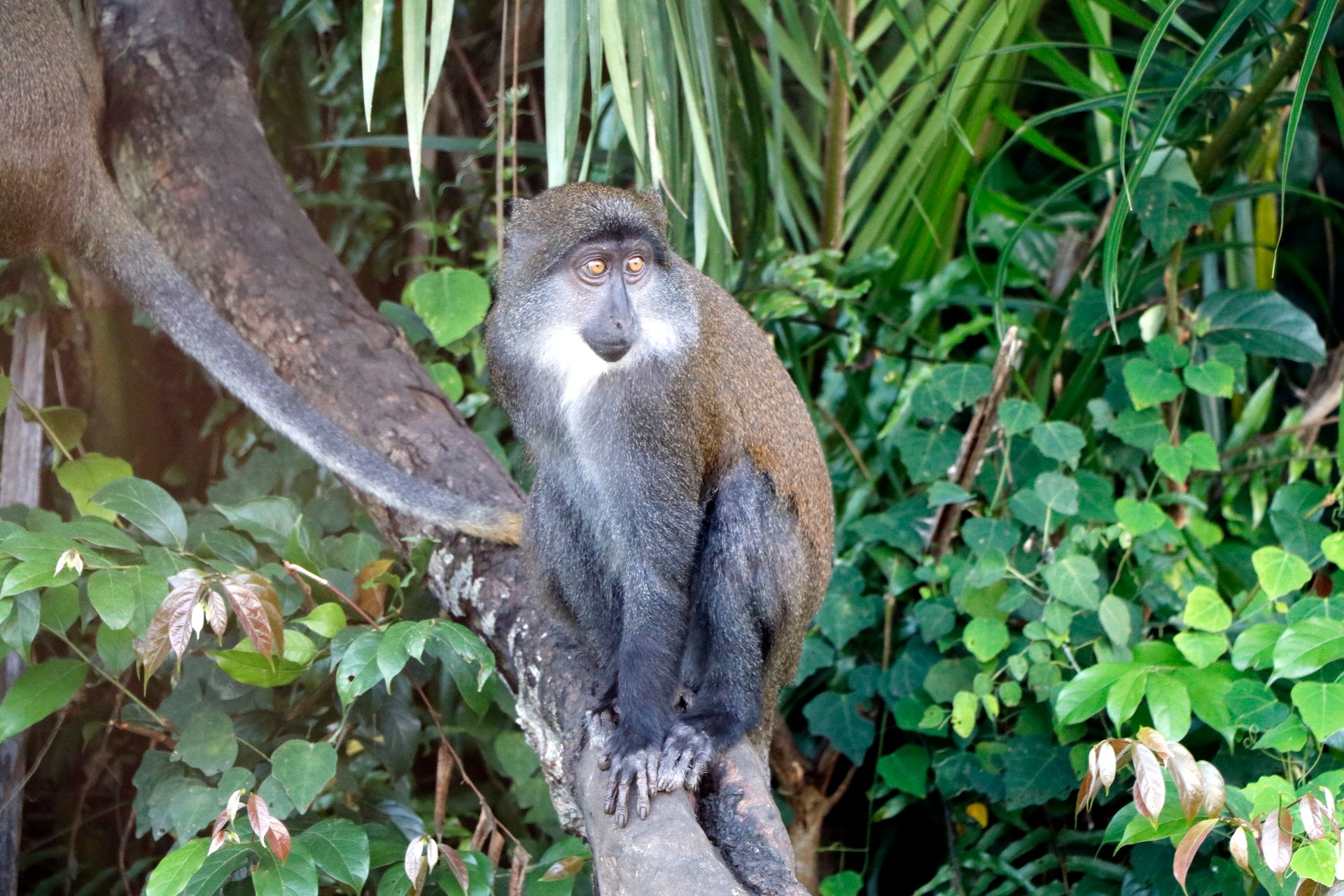Gabon, centre de réhabilitation des primates. Le contact humain avec la faune sauvage peut être mortel pour les deux, car les agents pathogènes peuvent passer d'une espèce à l'autre.