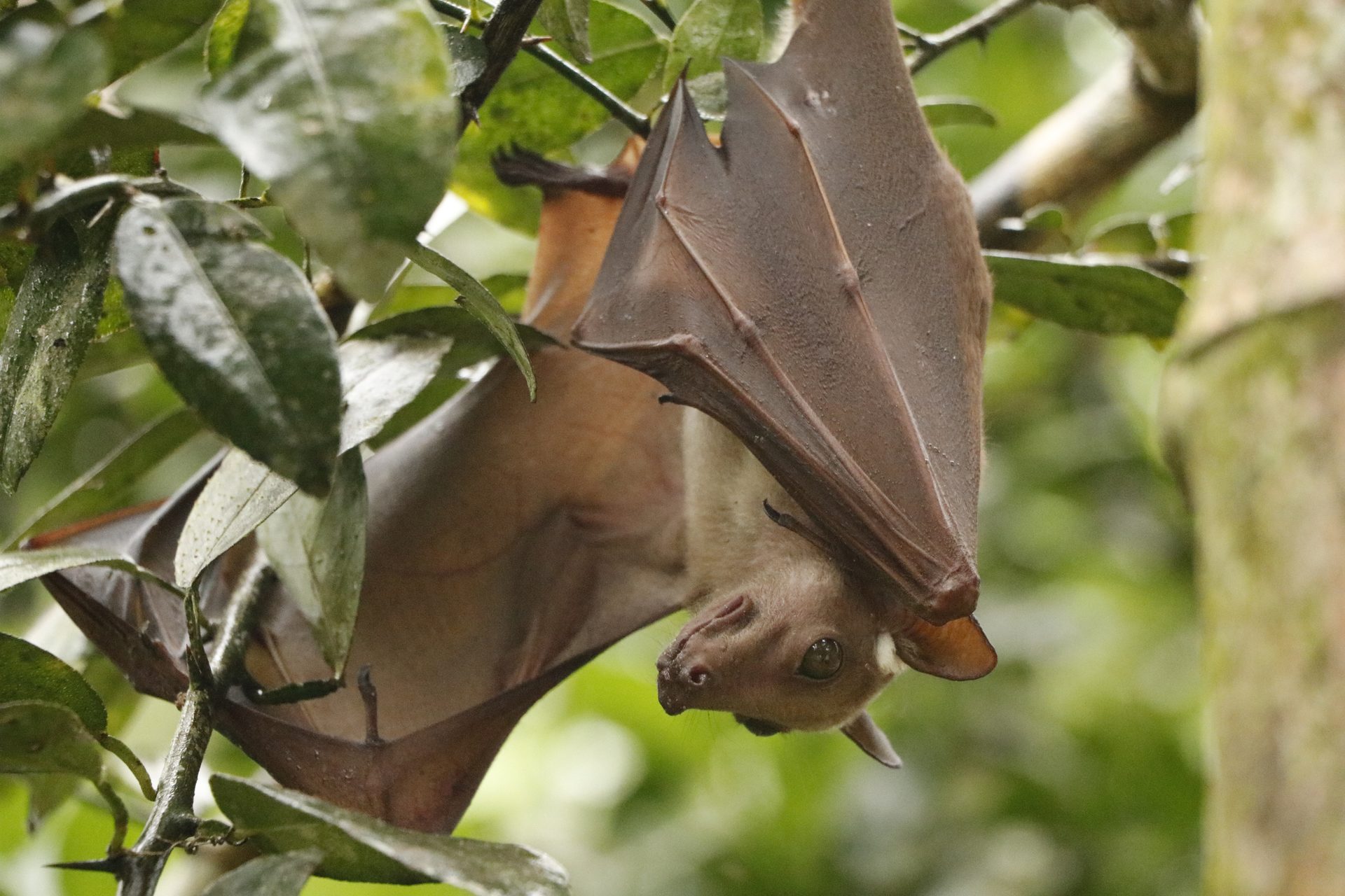 Les chauves-souris sont essentielles pour maintenir des écosystèmes équilibrés. Mais elles peuvent également héberger des agents pathogènes responsables de zoonoses. Protéger leur santé, c'est protéger la santé de l'environnement ainsi que la santé humaine.
