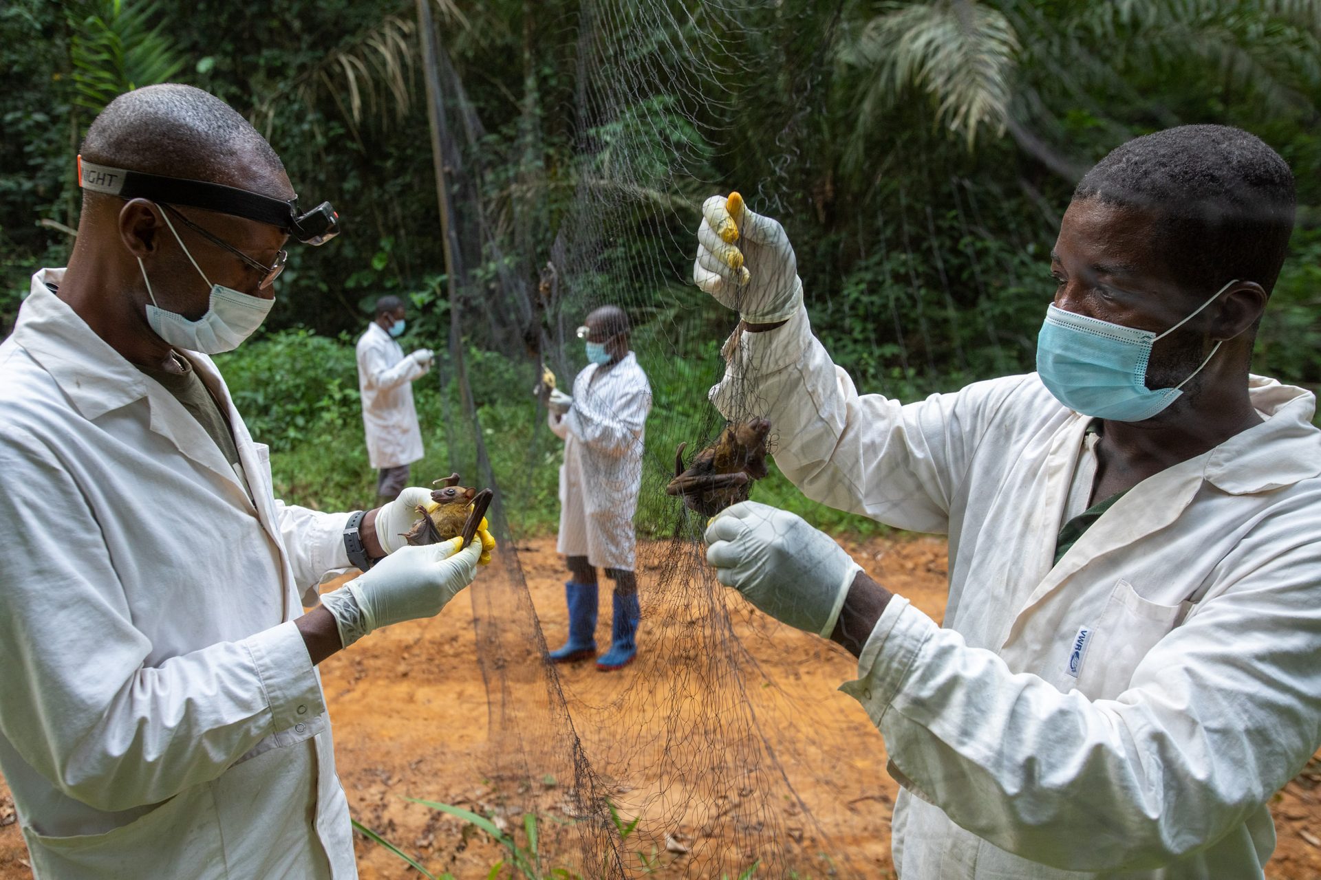 Des scientifiques prélèvent des échantillons sur des chauves-souris au Cameroun pour mieux comprendre la transmission des maladies entre la faune sauvage et les humains.