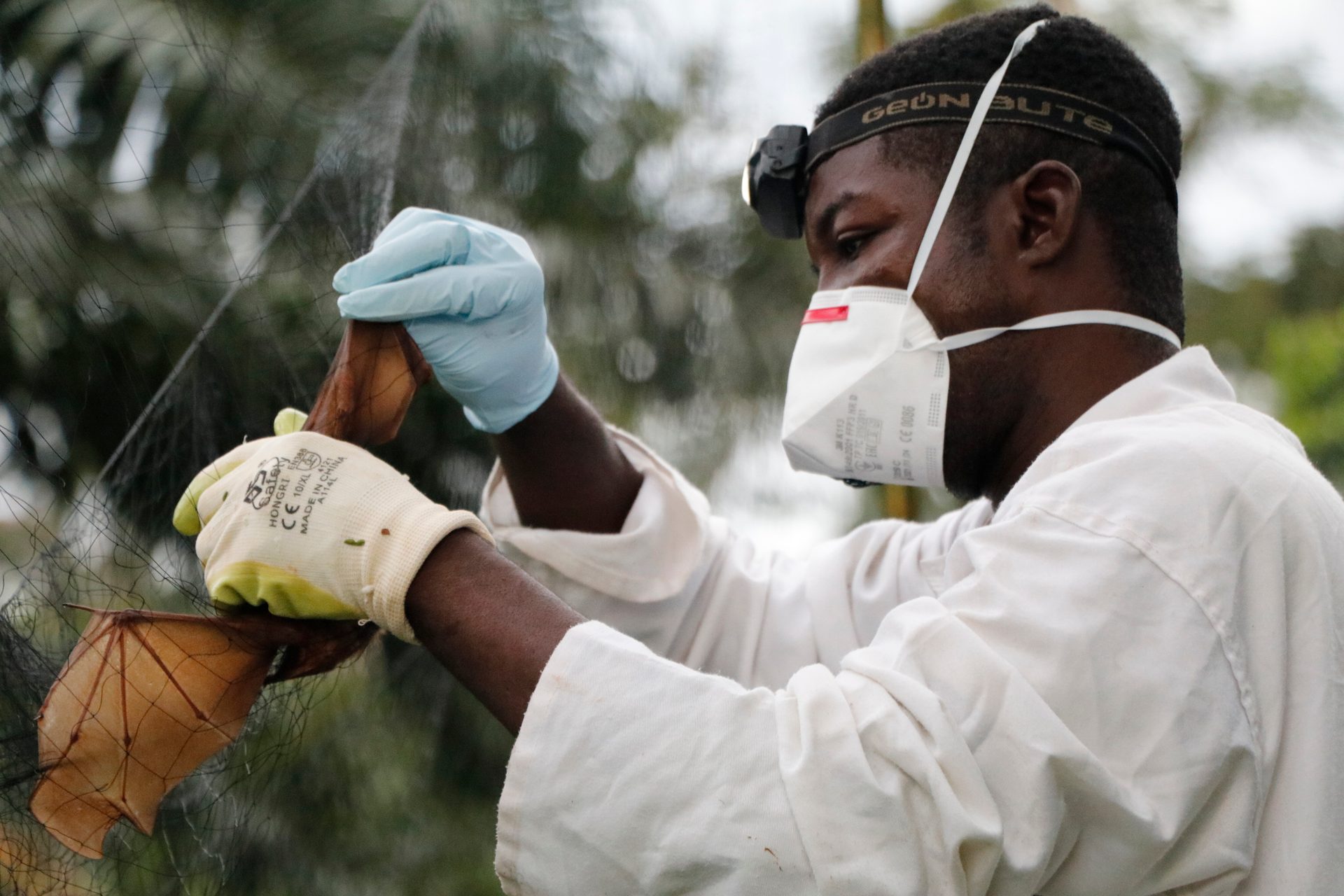Un scientifique prélève des échantillons sur des chauves-souris au Cameroun dans le cadre du Projet EBO-SURSY, qui traite des maladies transmises par la faune sauvage.