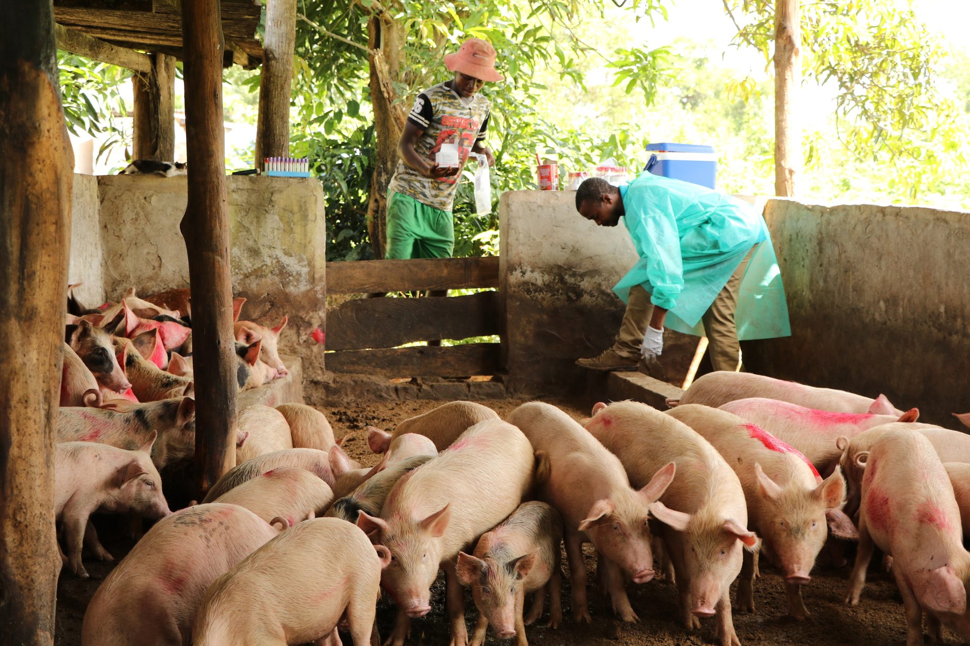 Un scientifique prélève des échantillons sur des porcs domestiques en Guinée pour mieux comprendre les schémas de transmission d'Ebola.