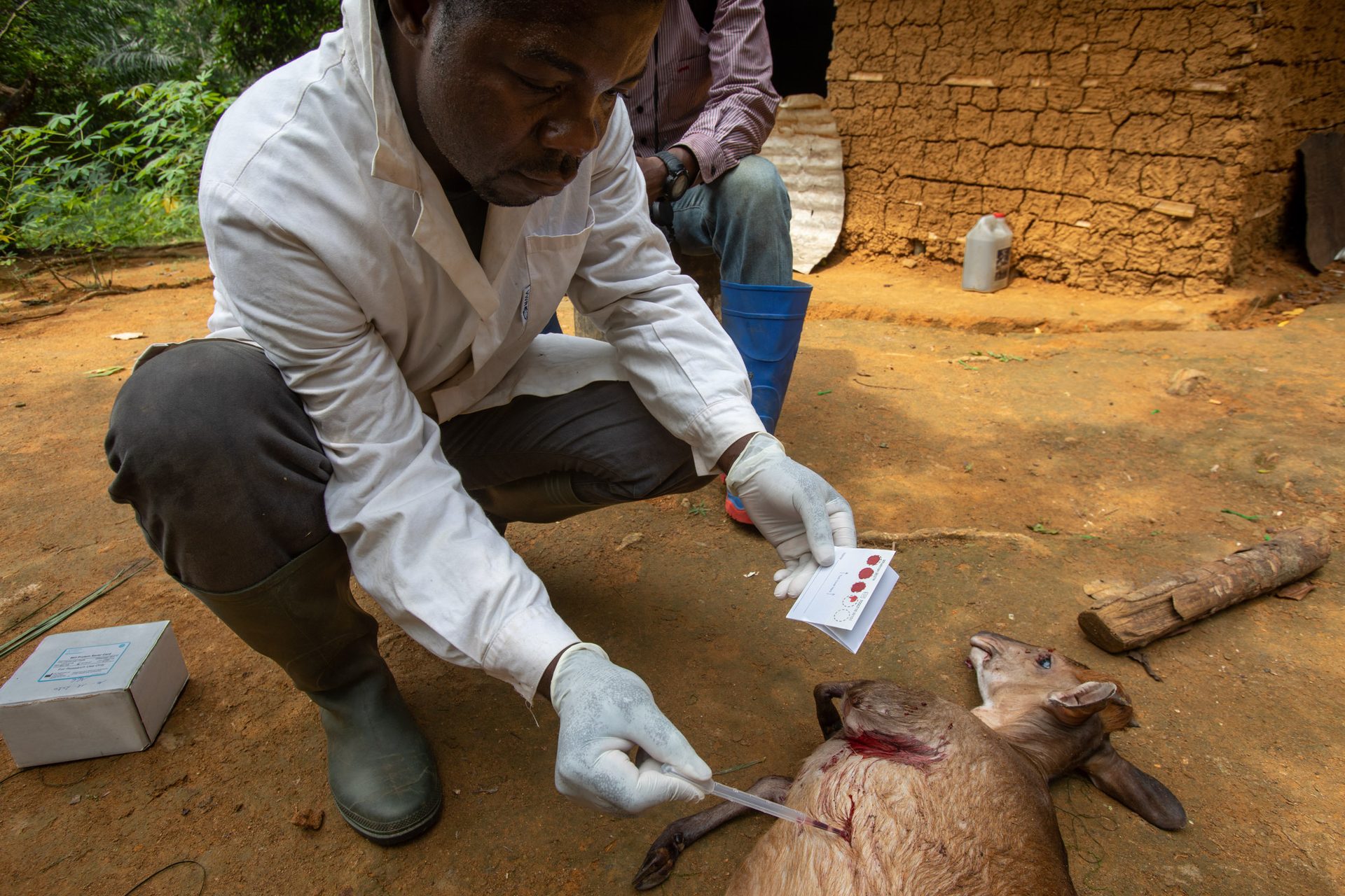 Un scientifique prélève des échantillons sur une antilope décédée dans un village au Cameroun.